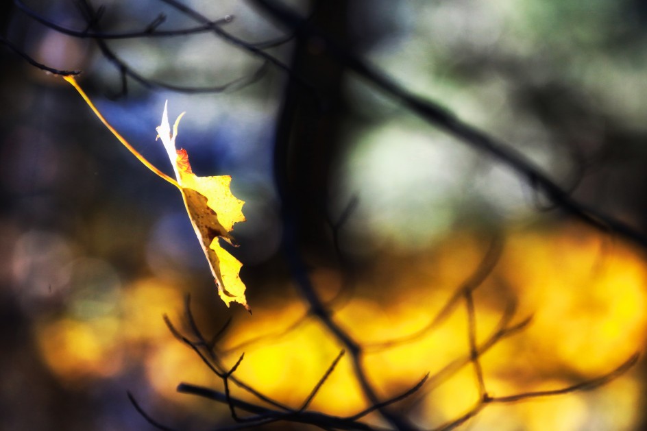 Last Leaf On The Tree