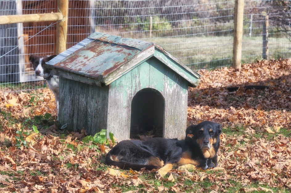 Two Dog Doghouse