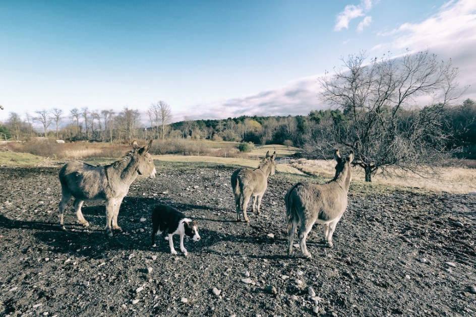 Coyotes In The Field