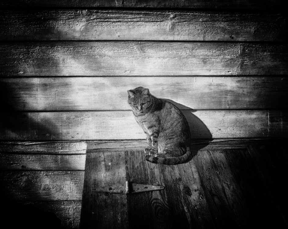 Portrait: Flo The Barn Cat