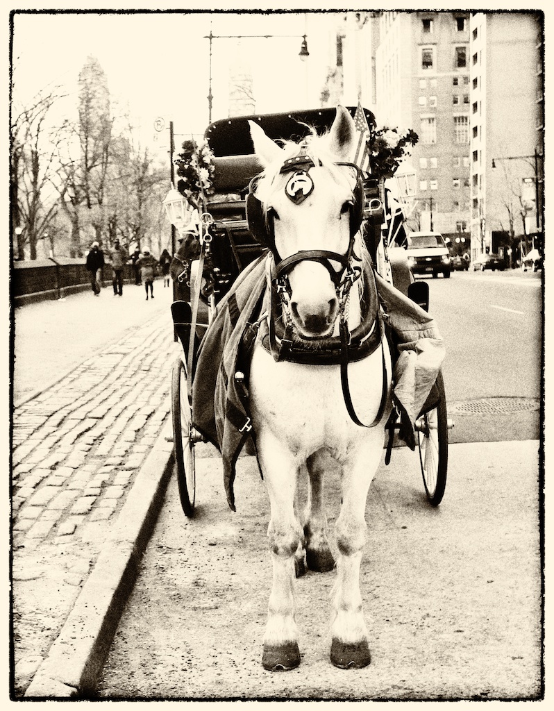 More On The Central Park Horses What Does Happiness Mean For Animals