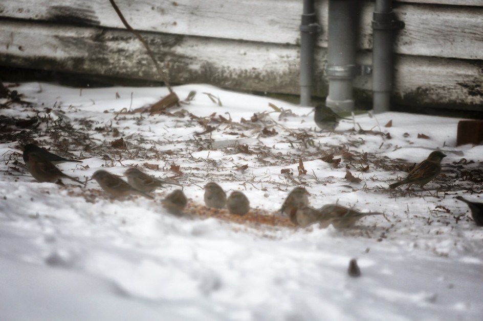 Sparrows In The Cold