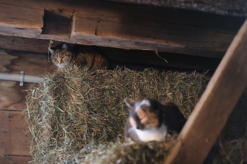 Barn Cats In The Barn