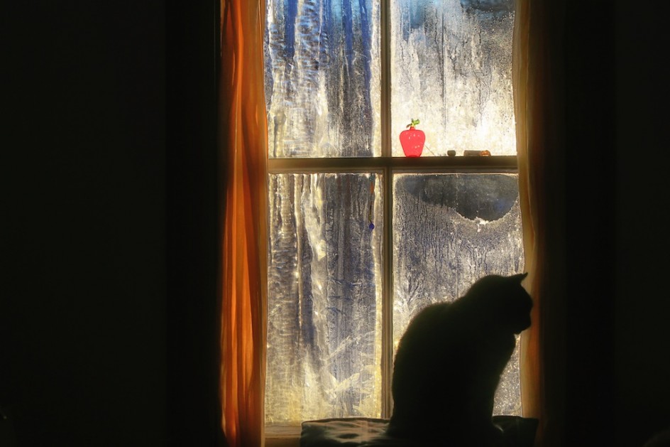 Poem: Cat Meditation Friday
