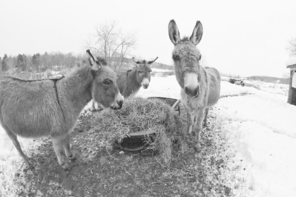 Donkey Dinner