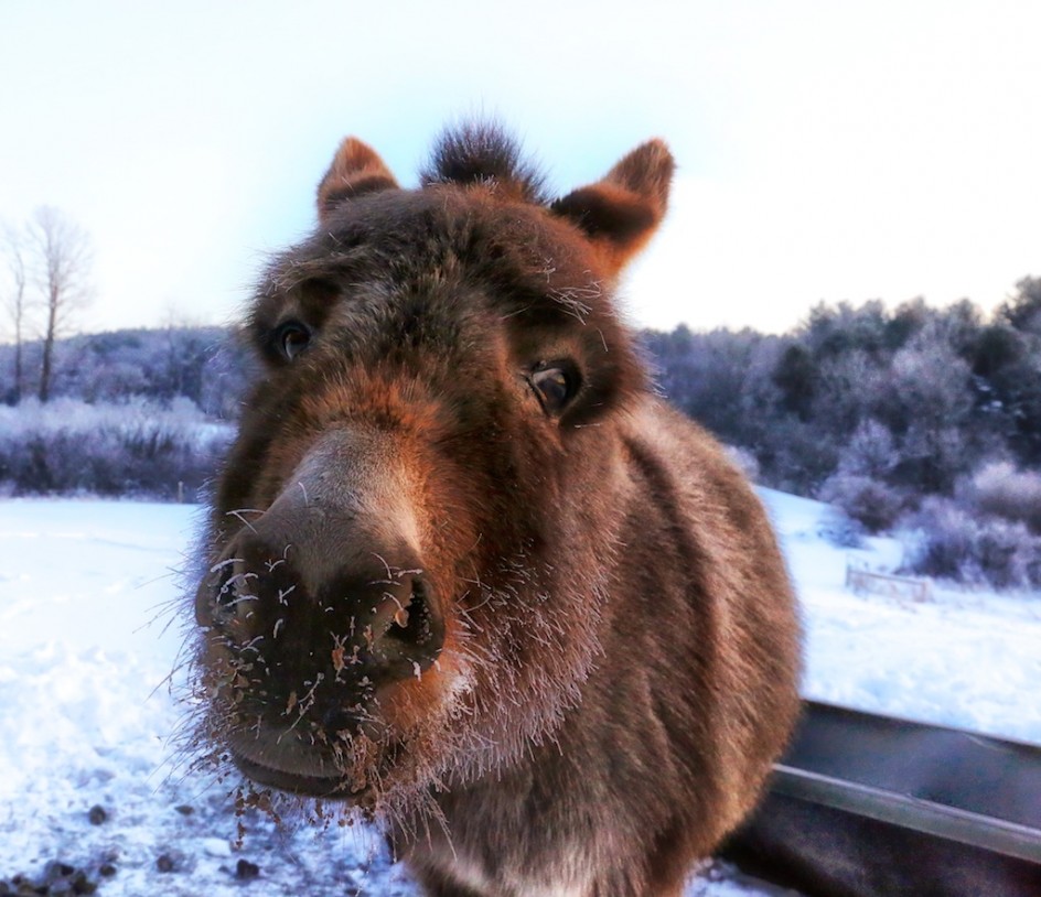 Ice Whiskers