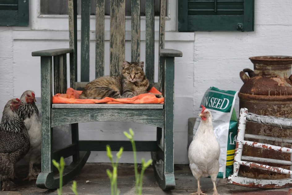 Flo And The Hens