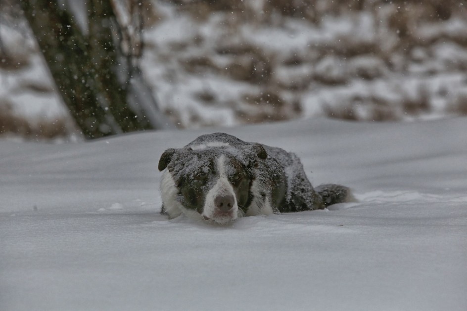 Storm Dog