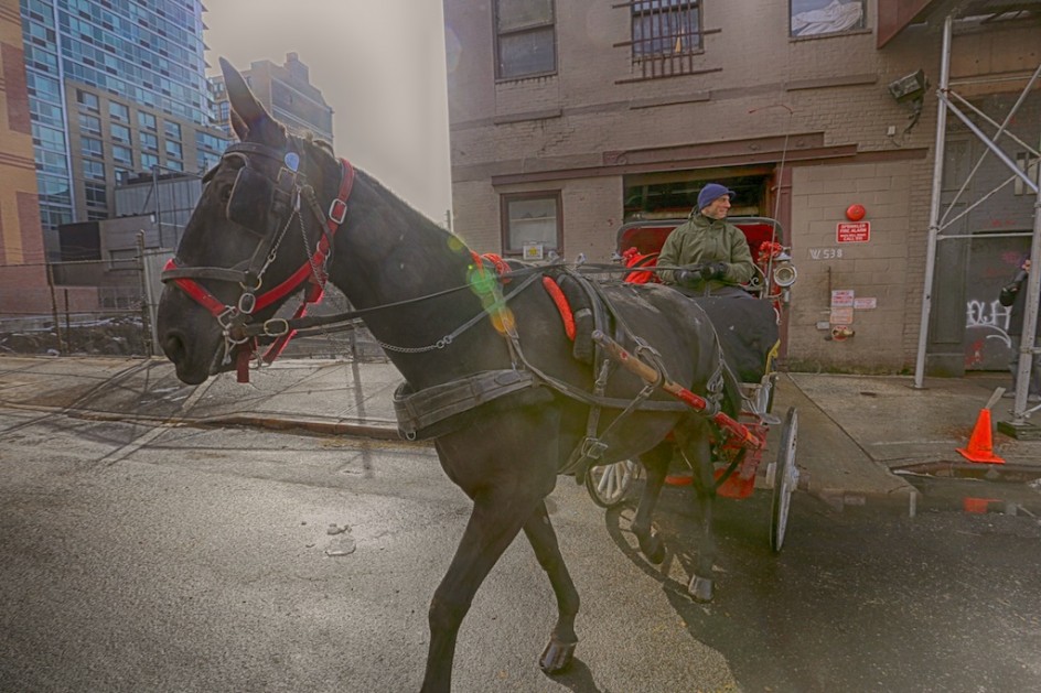 Torture And The Carriage Horses