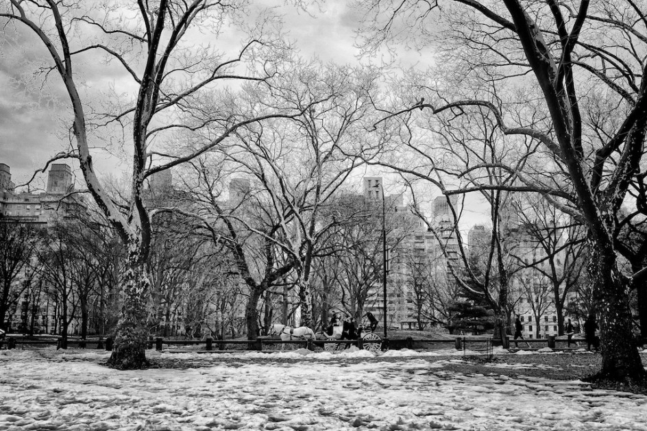 Carriage Horses In The Park