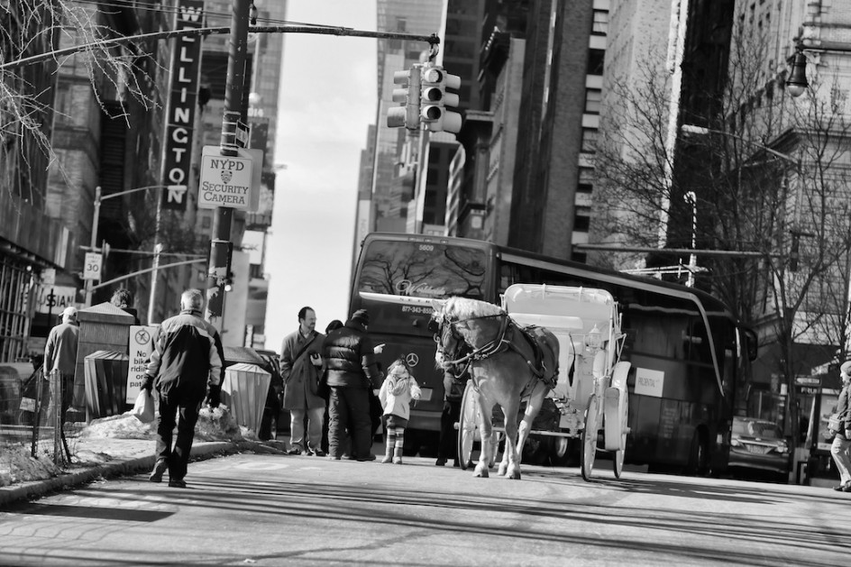 Horses In The City