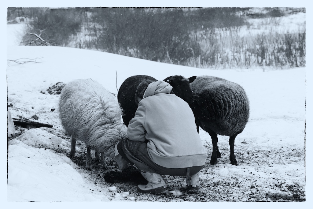Kim's Lamb: Animals And Grief - Bedlam Farm
