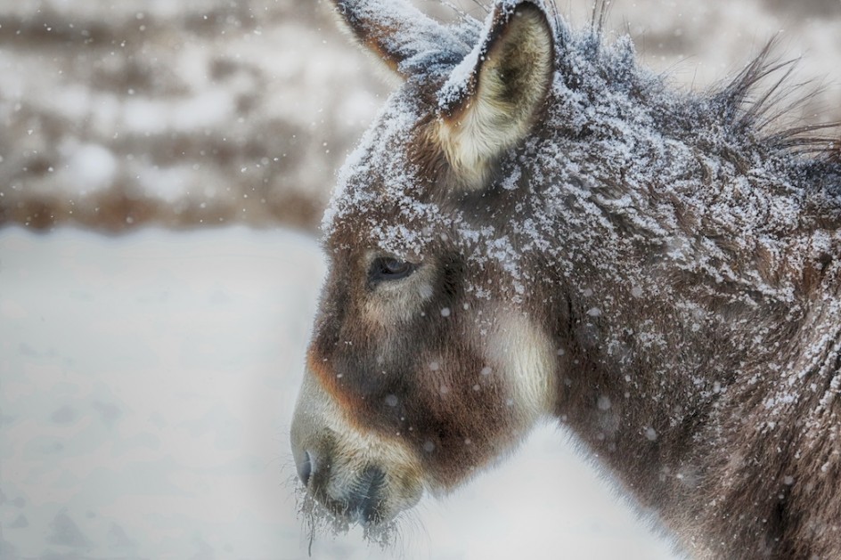 The Greatest Working Animal