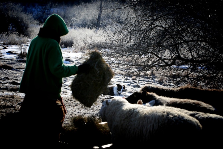 A Celebration Of Working Animals