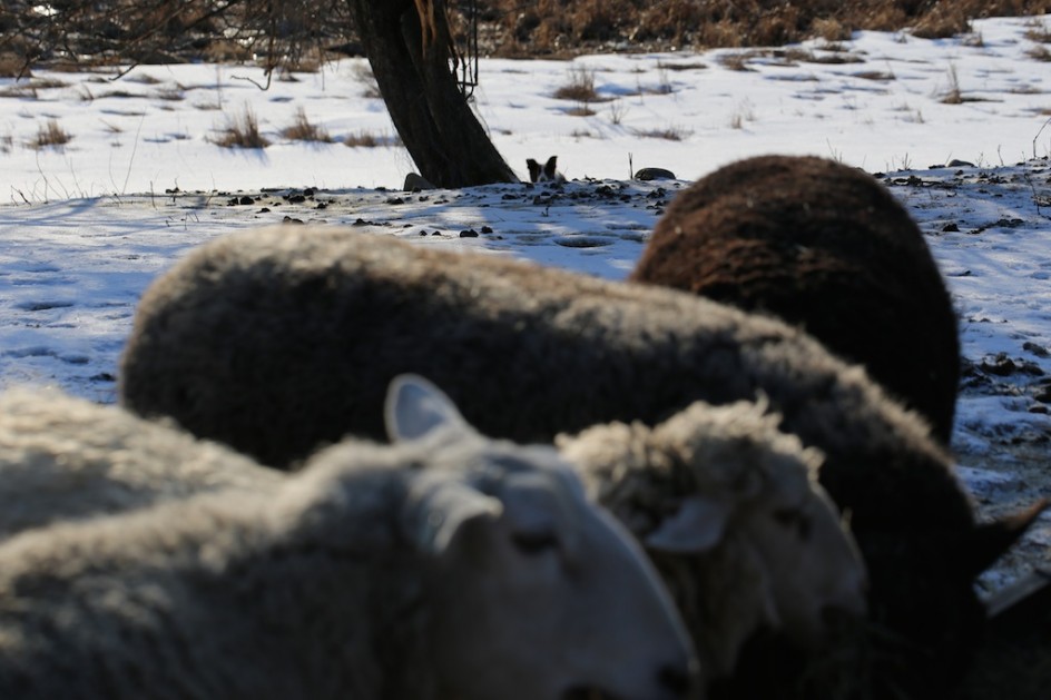 Red And His Flock