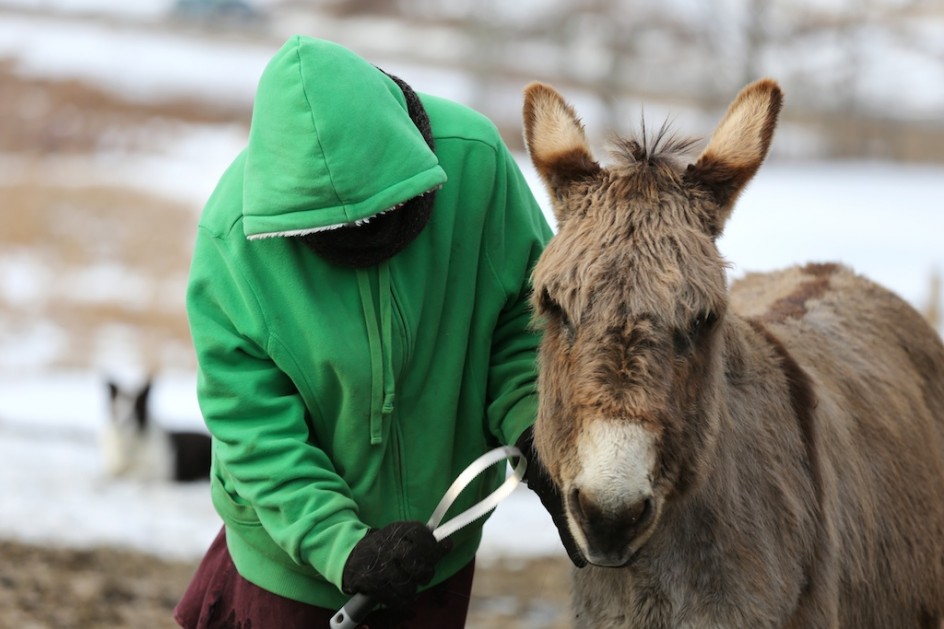 Animals And Attention