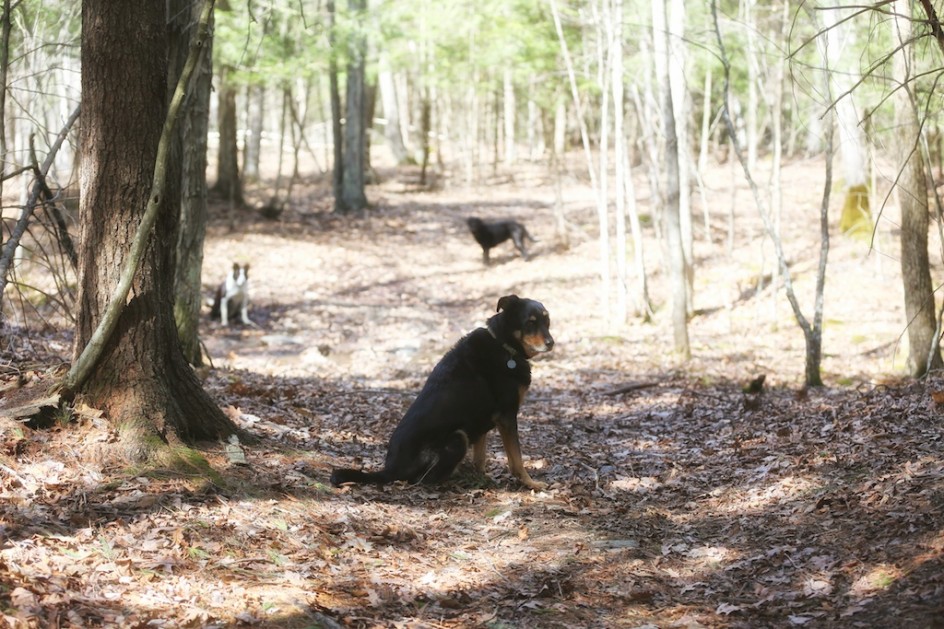 Dogs On The Path