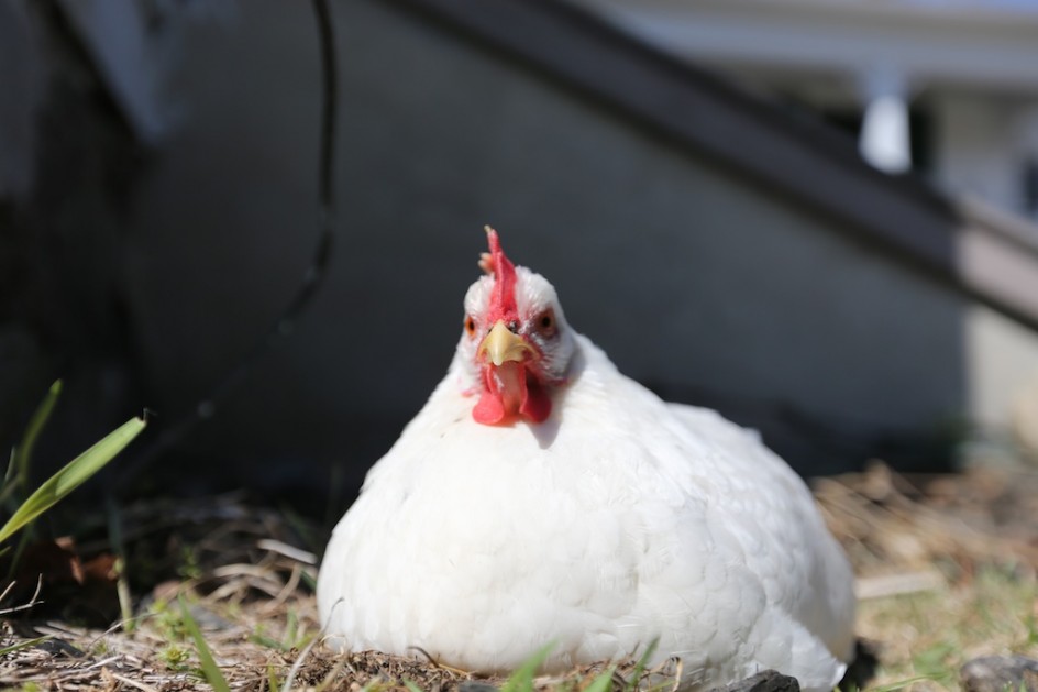 Leghorn's Passing