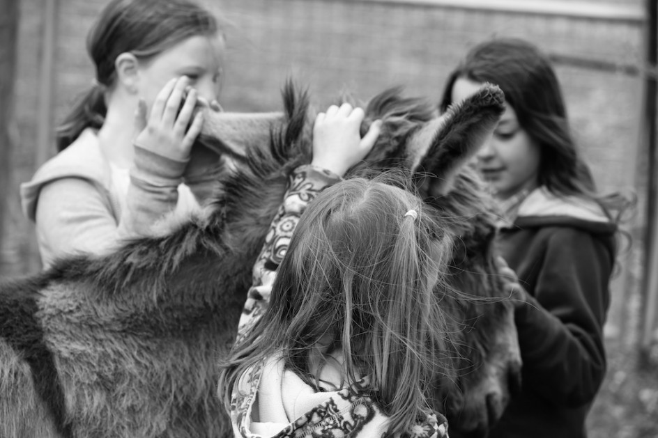 Donkeys And Children