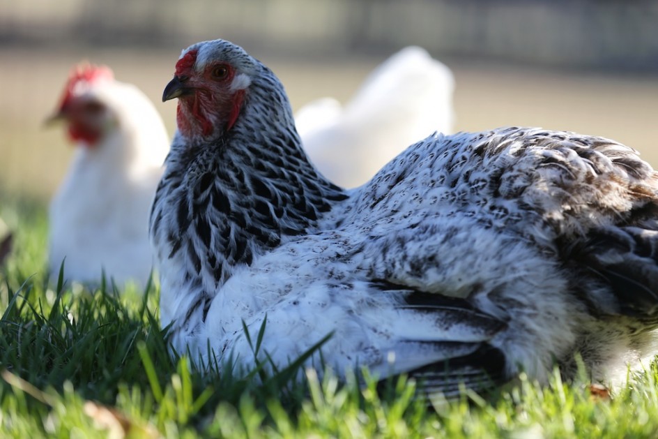 Lying Down With Chickens