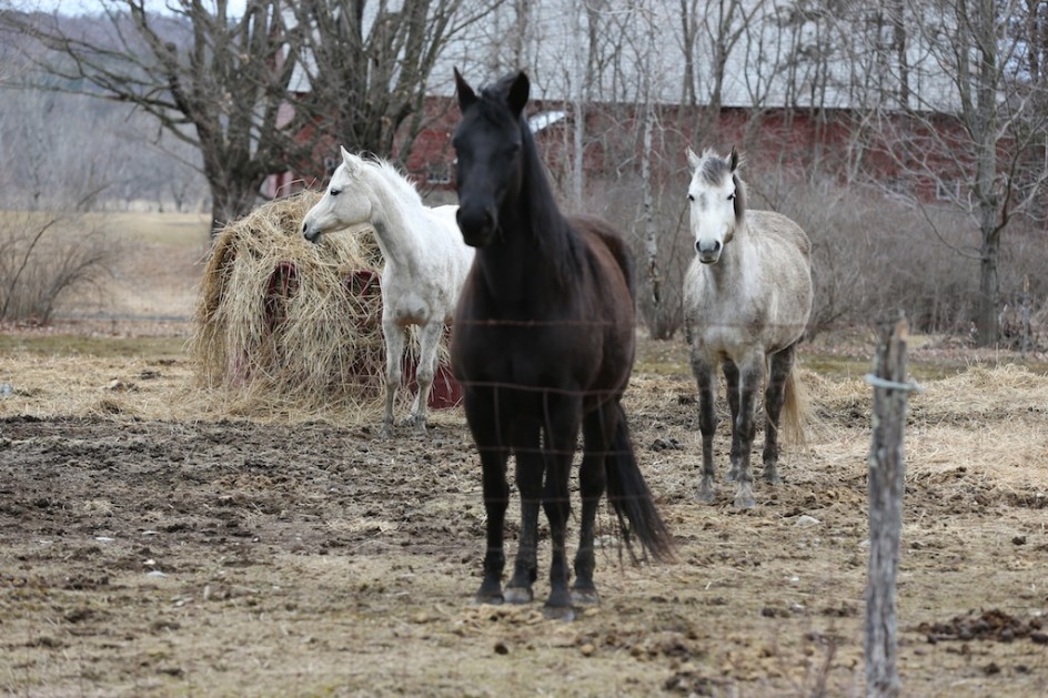 My Three Horse Friends