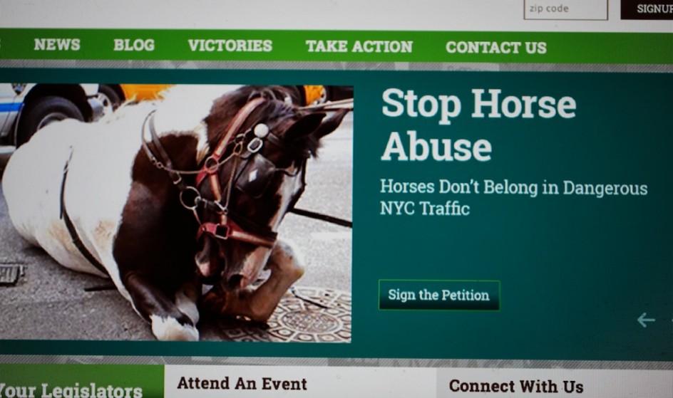 Stop Horse Abuse