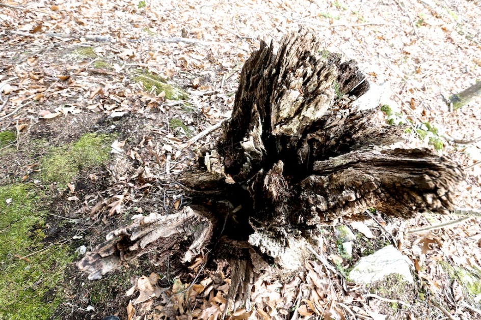 Stump In The Woods