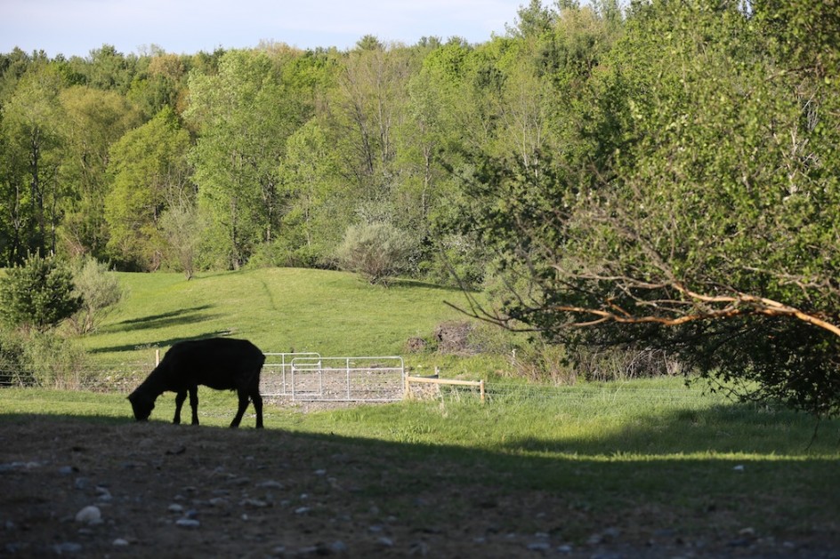 Animals And The Right To Die