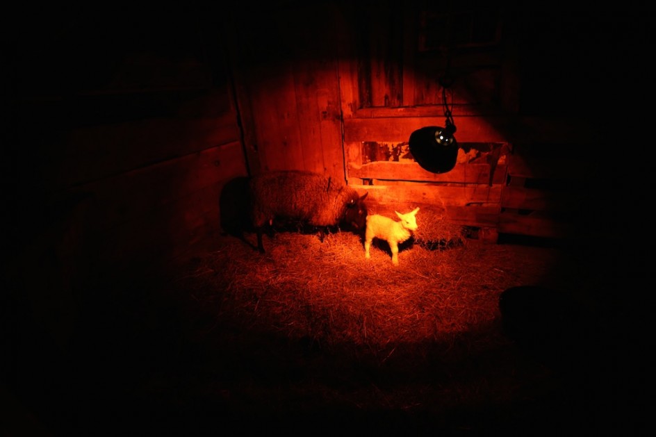 At Night In The Lambing Stall