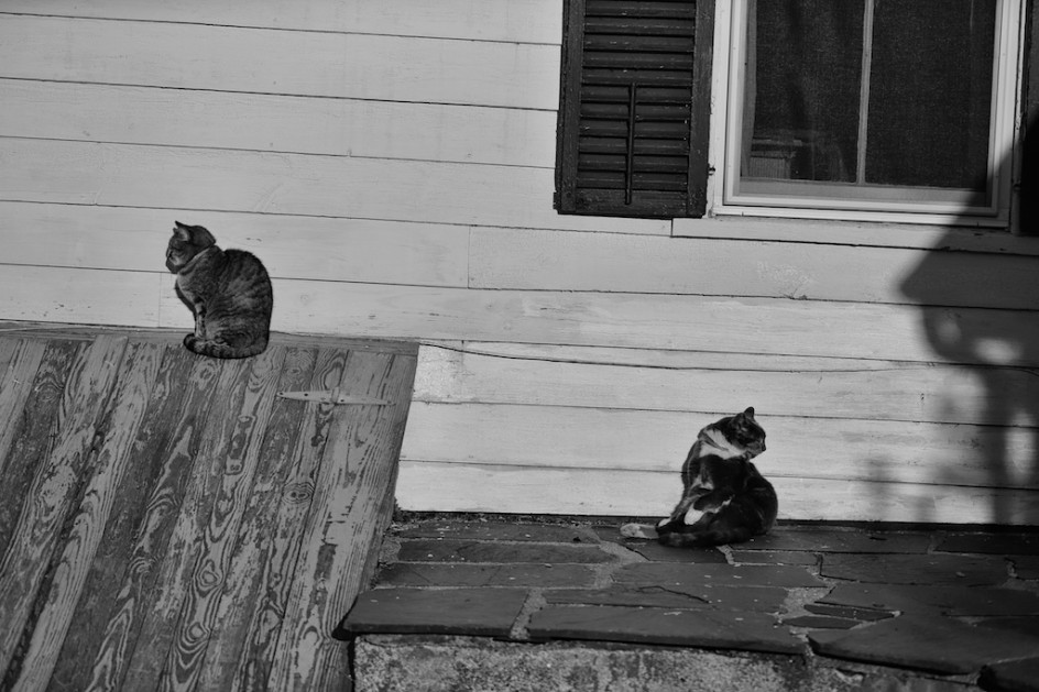 Barn Cats In The Morning Sun