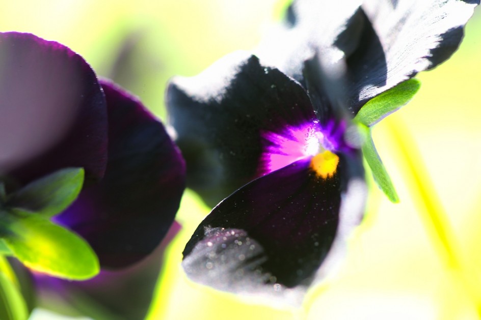 The Black Pansy