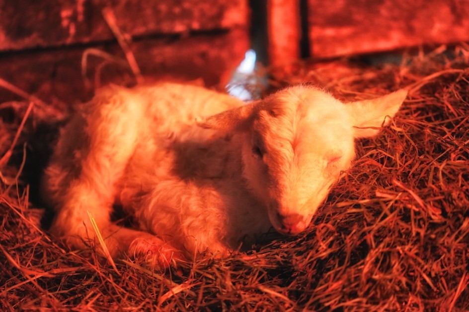 Lamb Staying Warm