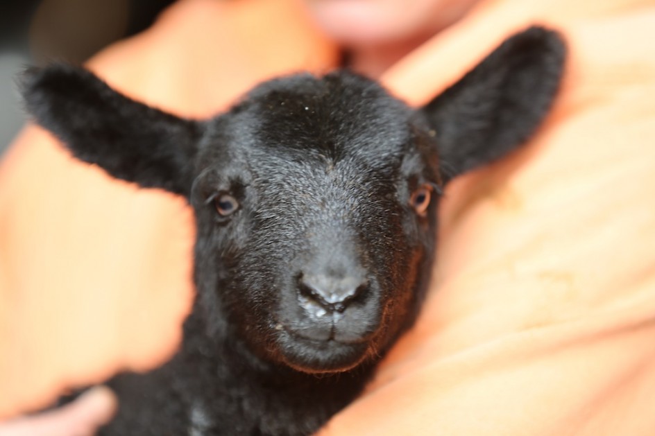 Second Lamb: Glory Of Real Life