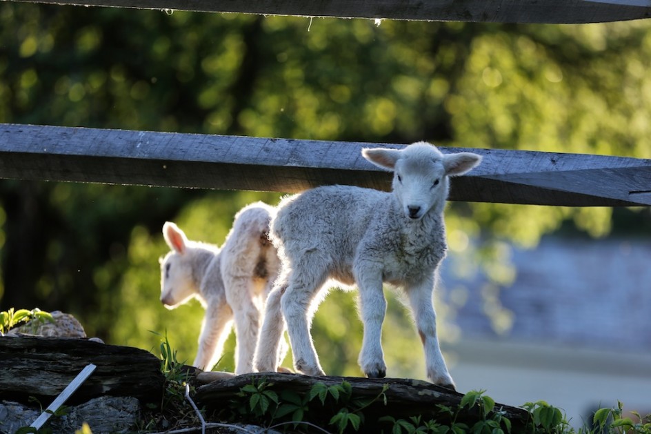 Lambs In The Light