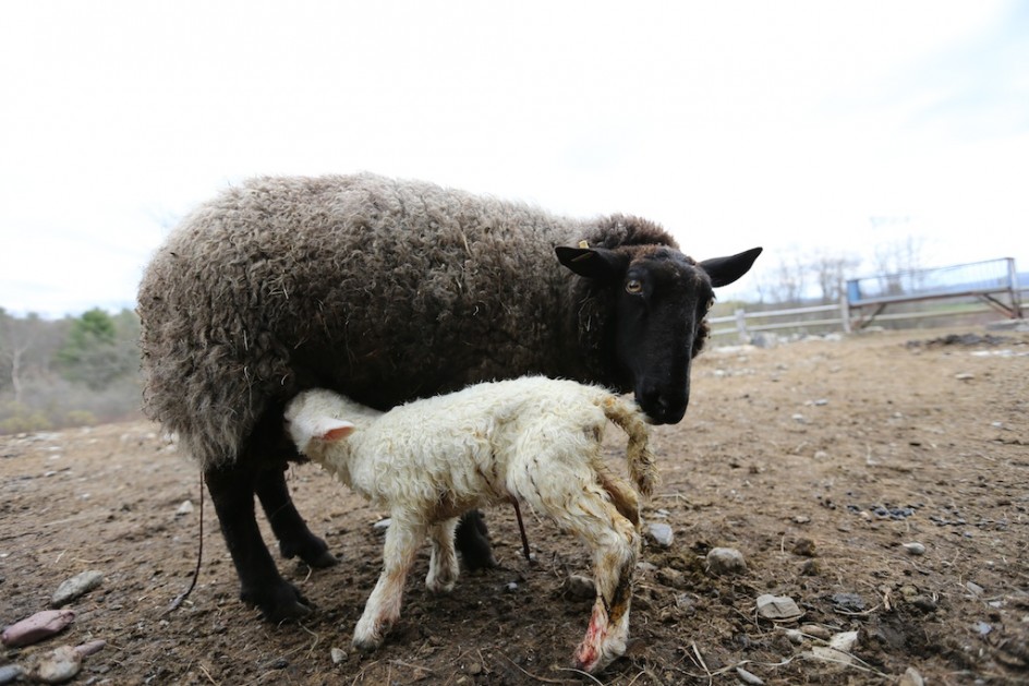 New Lamb, Great Mom