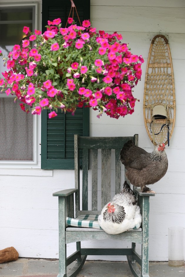 Hens On The Porch