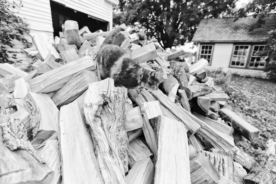 Minnie On The Woodpile