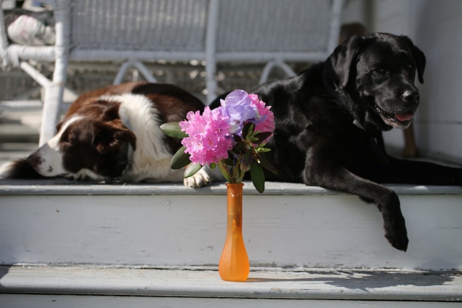 Porch Gallery: Dogs And Flowers
