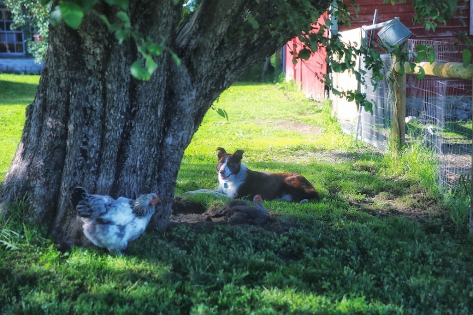 Border Collies