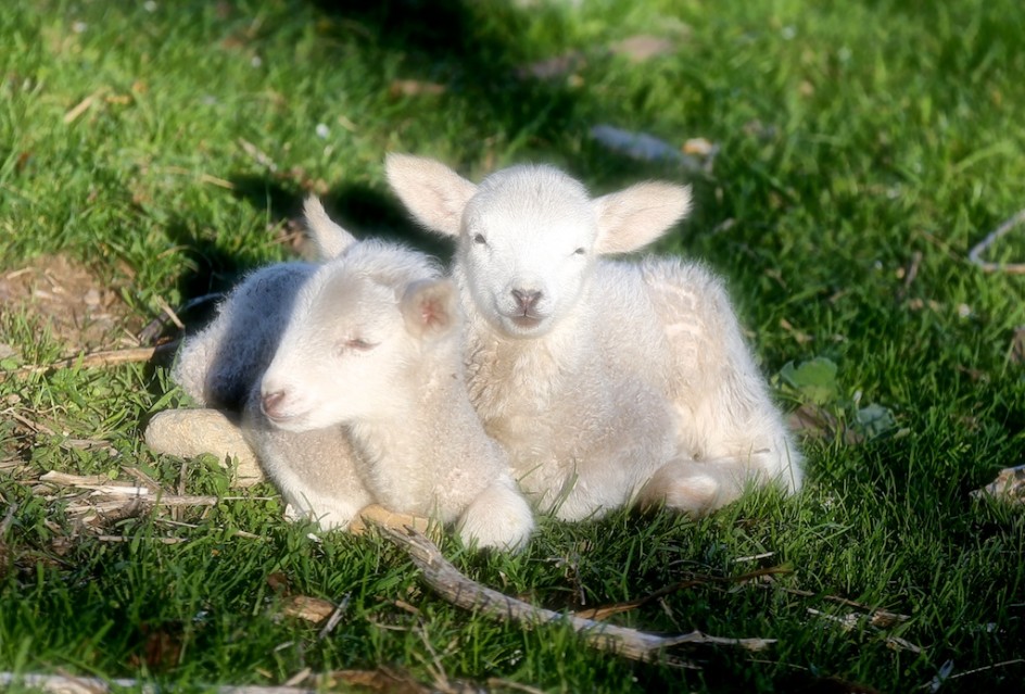 Innocence Of The Lambs