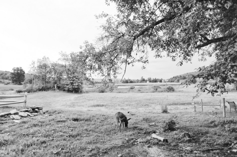 Donkey And Dog In The Pasture