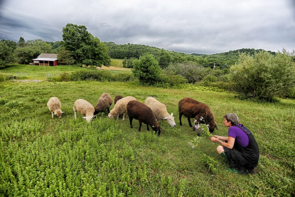 Picking Wildflowers With Sheep