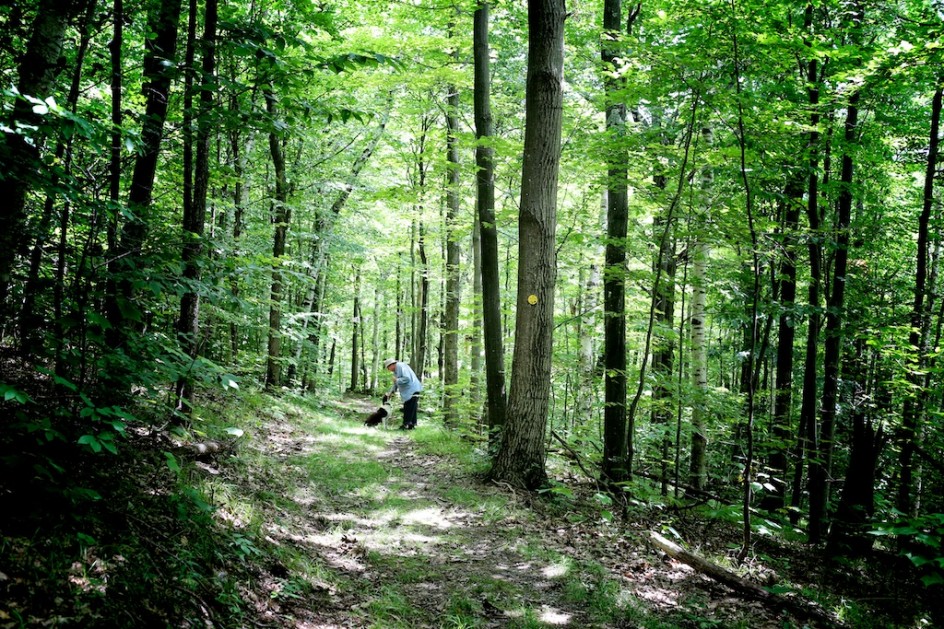 Milestone. Hike In The Woods