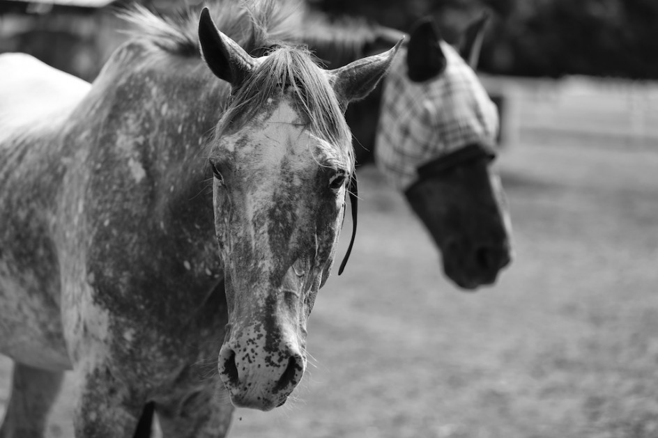 Horses In Rescue And Retirement