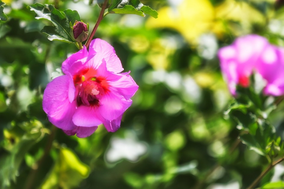 Rose Of Sharon