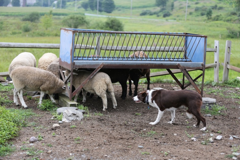 Digging Out The Sheep