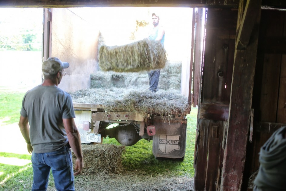 Hay In The Barn