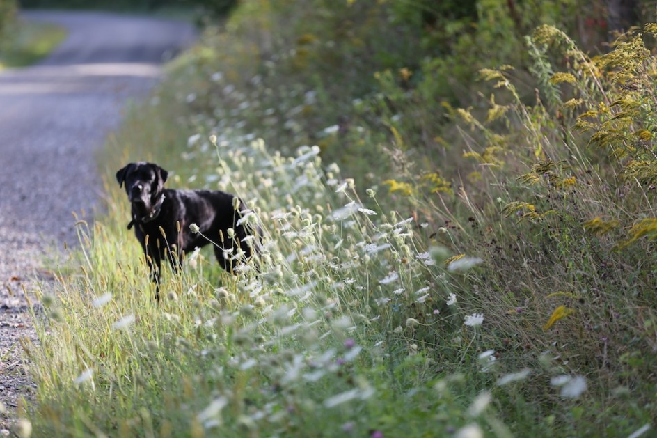 Lenore In The Queen Anne's Lace