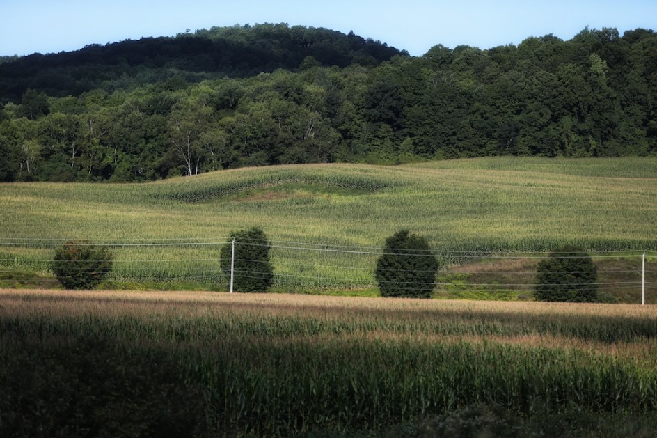 The Four Trees