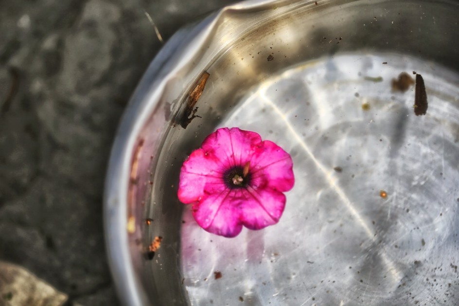 Petunia In The Water Bowl